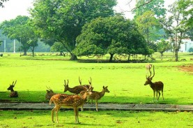 Ulang Tahun ke-205, Kebun Raya Bogor Buka Wahana Edukasi
