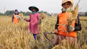 Sukses Diterapkan, Sawah dengan Pendekatan IP400 di Kota Bandung Surplus Panen