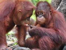 Sejak 2016 Sebanyak 186 Ekor Orangutan Dilepasliarkan di Taman Nasional Bukit Baka Bukit Raya