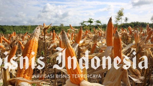 Siasat Tahan Harga Jagung Terjun Bebas