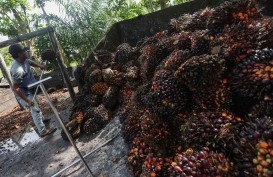 Sri Mulyani Beberkan Larangan Ekspor CPO Bikin Negara Kehilangan Pendapatan Rp6 Triliun per Bulan