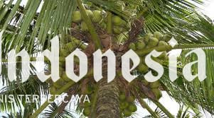 Siasat Menopang Ketahanan Agribisnis Kelapa