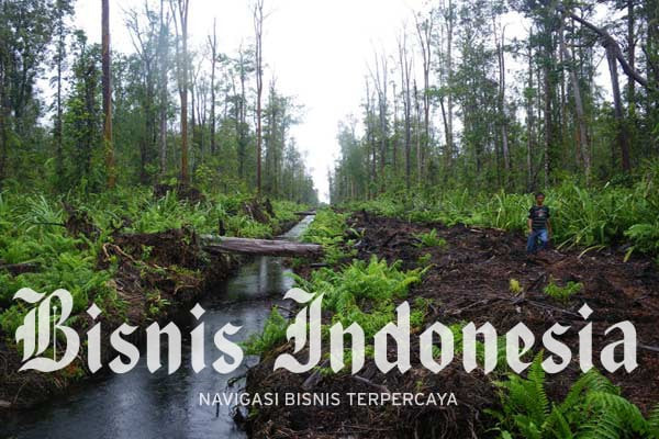 Mengajak Asean Kelola Gambut Berkelanjutan
