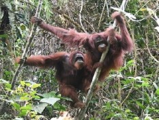 4 Orangutan Hasil Rehabilitasi Dilepasliarkan ke Alam Bebas