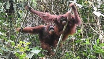 4 Orangutan Hasil Rehabilitasi Dilepasliarkan ke Alam Bebas