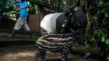 Kelahiran Anak Tapir Tenuk Lengkapi Koleksi di Bandung Zoological Garden