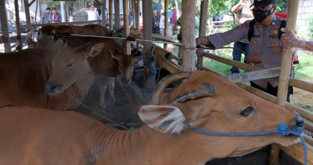 Petugas menyemprotkan disinfektan pada kandang sapi di Denpasar, Bali, Kamis (19/5/2022). Kegiatan yang digelar oleh Dinas Pertanian Kota Denpasar dan Polsek Denpasar Barat tersebut untuk memberikan pengawasan dan edukasi kepada para peternak sapi dalam upaya pencegahan penyakit mulut dan kuku (PMK)./Antara-Nyoman Hendra Wibowo.