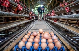 Harga Telur Ayam di Kota Malang Mahal, Ini Pemicunya