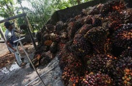 Jokowi Buka Ekspor CPO dan Minyak Goreng Mulai Hari Ini, Ternyata Ini Alasannya 