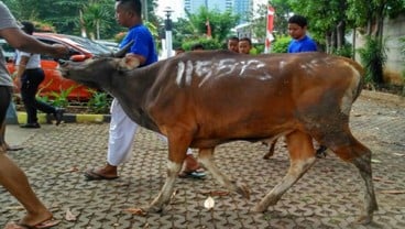 Ada Wabah PMK, Hewan Kurban Aman? Ini Kata Mentan