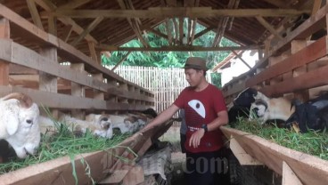 Menjelang Iduladha, 650 Kambing Asal NTT Masuk Sulsel