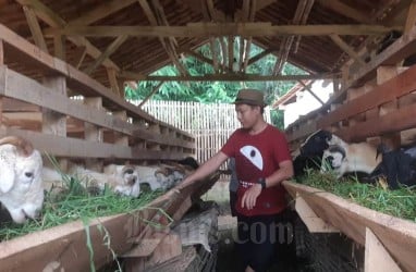 Menjelang Iduladha, 650 Kambing Asal NTT Masuk Sulsel