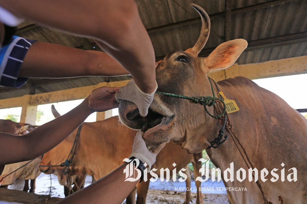 Gagap Hadapi Serangan Mendadak Wabah PMK