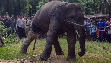 BKSDA Riau Menangkap Dua Ekor Gajah Sumatra Liar