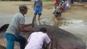 Sulit Dievakuasi, Hiu Terdampar di Pantai Salido Dipotong-potong Lalu Dikubur