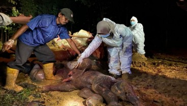 Gajah Sumatra Dengan Kondisi Hamil Ditemukan Mati di Bengkalis Riau