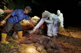 Gajah Sumatra Dengan Kondisi Hamil Ditemukan Mati di Bengkalis Riau