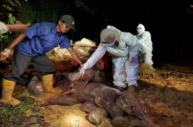 Gajah Sumatra Dengan Kondisi Hamil Ditemukan Mati…