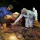 Gajah Sumatra Dengan Kondisi Hamil Ditemukan Mati di Bengkalis Riau