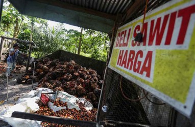 Pasca Dilarang, Ekspor CPO Sumatera-Kalimantan Turun 60 Persen