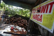 Pasca Dilarang, Ekspor CPO Sumatera-Kalimantan Turun 60 Persen
