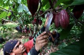 IMBAS INFLASI : Penurunan Konsumsi Tekan Harga Kakao