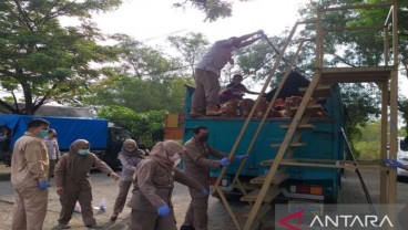 Sapi Jawa Ditolak Masuk Madura