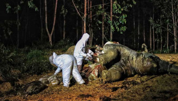 Gajah Sumatra Yang Mengandung 22 Bulan Ditemukan Mati di Kawasan Konsesi PT Riau Abadi Lestari