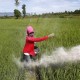 Cerita Sugeng Petani di Sumsel Manfaatkan Pupuk Organik Siasati Tingginya Harga Pupuk