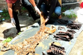 Diduga Terlibat Sindikat Perdagangan Kulit Harimau,…