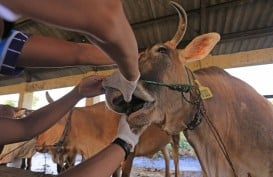 Kasus Penyakit Mulut dan Kuku di Lombok Masih Tinggi