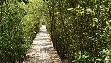 Elnusa Petrofin Kembangkan Area Pembenihan Bakau di Belitung Mangrove Park