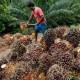 Harga Sawit Riau Turun Lagi, Pekan Ini Dijual Rp2.666,44 per Kg