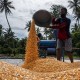 Bulog NTB Mulai Serap Jagung Petani