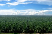 Sampoerna Agro (SGRO) Tebar Dividen Rp135 per Saham, Catat Jadwalnya