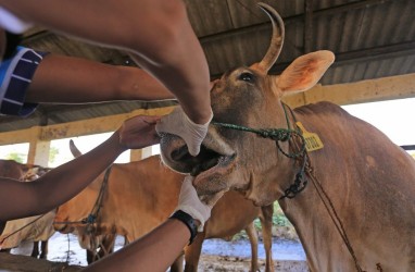 Epidemiolog Sebut Indonesia Rawan Penyakit Zoonosis. Kok Bisa?