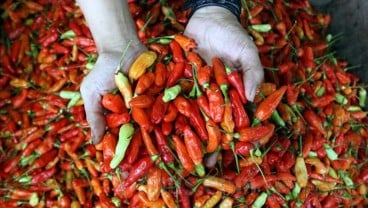 Semakin Pedas, Harga Cabai Tembus Rp77.000 per Kilogram