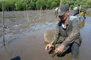 Wujudkan Green Port, PT KCN Tanam Mangrove di Pelabuhan Marunda