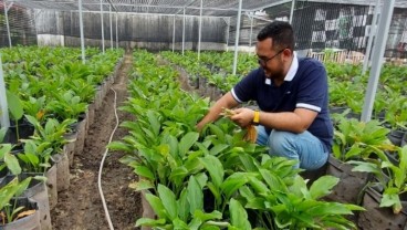 Omzet Ratusan Juta, Petani Muda Riau Bidik Potensi Agribisnis Kunyit Hitam