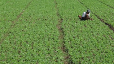 Pacu Minat Tanam Kedelai, Bapanas Minta Importir Serap Kedelai Lokal