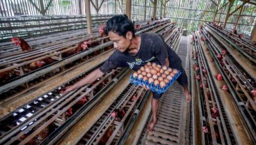 UGM Mulai Pembangunan Pusat Pelatihan Produksi Telur Umbaran Pertama di Asia