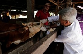 Sebanyak 685 Ekor Sapi di Kabupaten Cirebon Tertular PMK