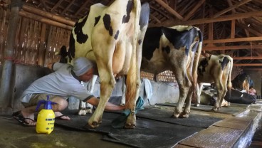 Penyakit Mulut dan Kuku Ternak di Jatim Terus Bertambah