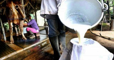 Peternak menuangkan susu sapi hasil perahan ke wadah, di Subang, Jawa Barat, Sabtu (28/3/2015)./JIBI-Bisnis-Rachman