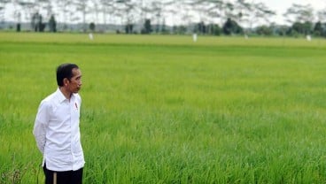 Program Food Estate Masih Hadapi Sejumlah Kendala