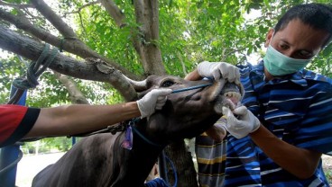 Jelang Iduladha 2022, Pasokan Daging Sapi Dipastikan Cukup