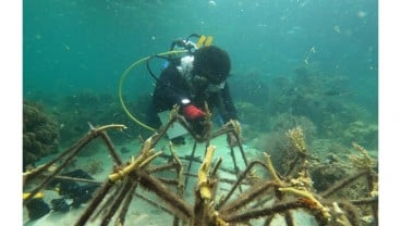 Hidupkan Kembali Surga Bawah Laut di Selat Makassar