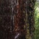Gran Abuelo, Bakal Jadi Pohon Tertua di Dunia?