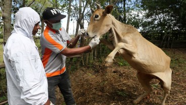 Penyakit Mulut dan Kuku di Aceh, 19.830 Ekor Ternak Terinfeksi