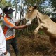 Penyakit Mulut dan Kuku di Aceh, 19.830 Ekor Ternak Terinfeksi